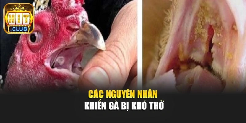 Các nguyên nhân khiến gà bị khó thở