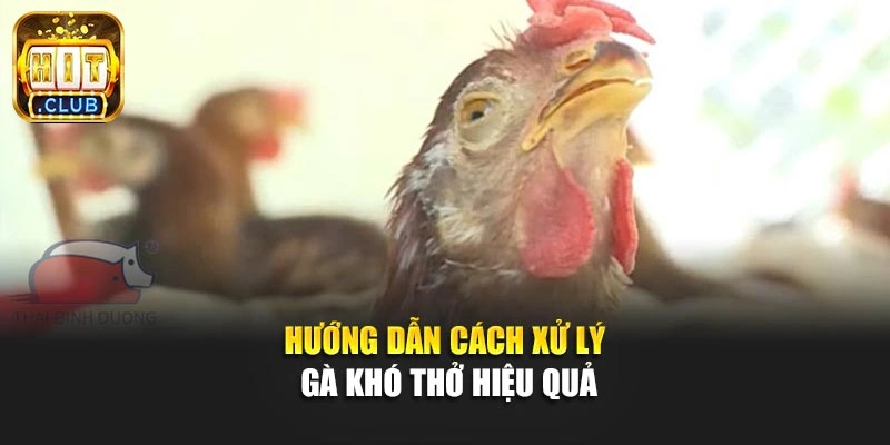 Hướng dẫn cách xử lý gà khó thở hiệu quả
