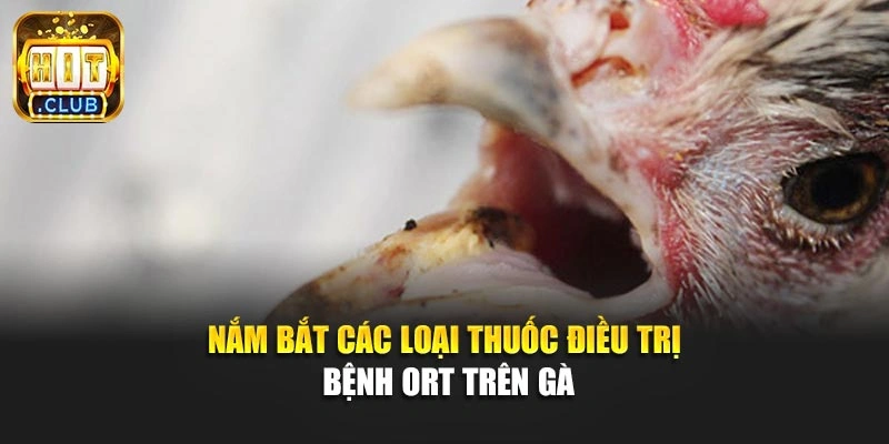 Nắm bắt các loại thuốc điều trị bệnh ORT trên gà