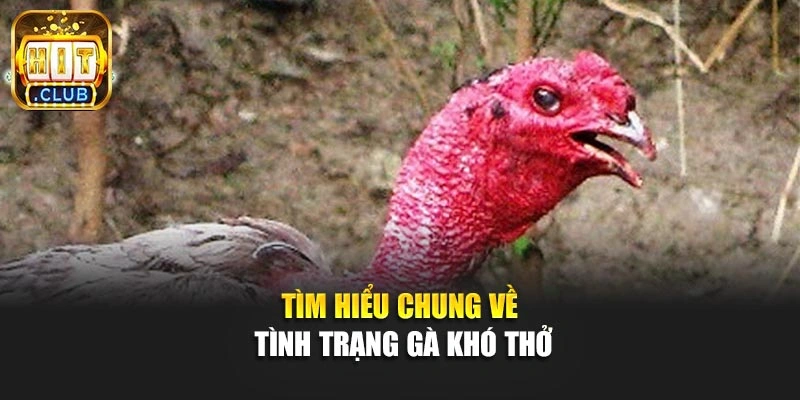 Tìm hiểu chung về tình trạng gà khó thở